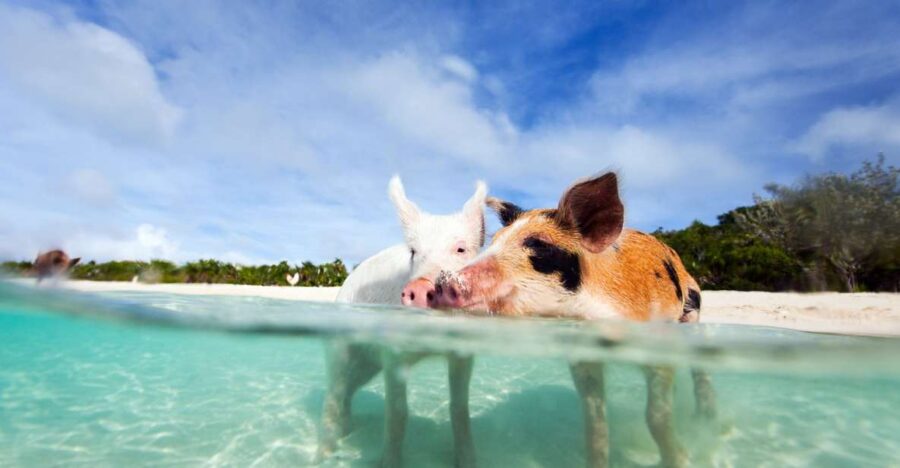 Nassau: 3 Islands Tour, Snorkel, Pig Beach, Turtles & Lunch