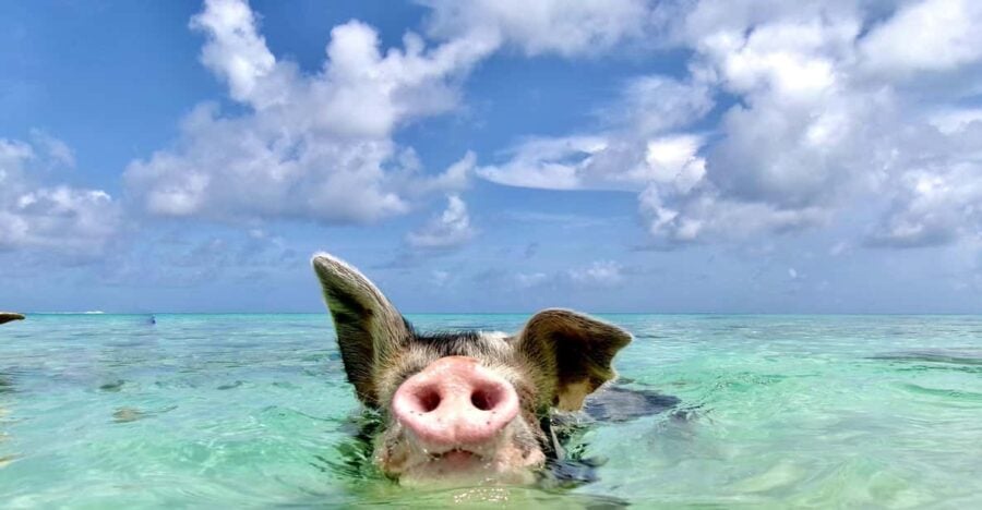 Nassau: Da Pig Beach, Snorkeling, Turtles & Junkanoo Village