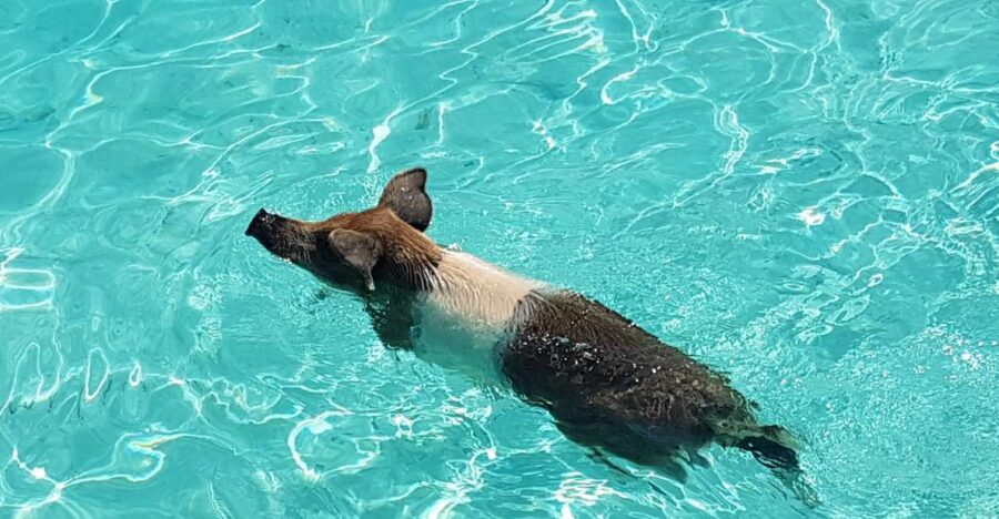 Nassau: Rose Island Swimming Pigs & Turtles Snorkeling Tour
