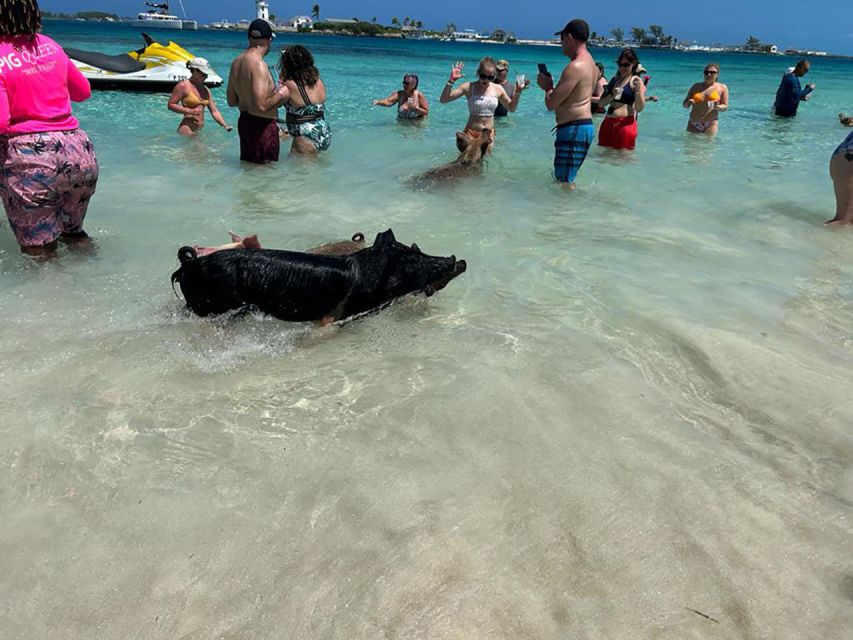 Nassau: Snorkeling, Pig Beach, Swim With Turtles, and Lunch