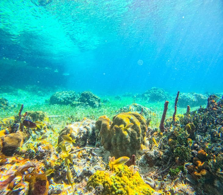 Nassau: Swimming Pigs & Snorkeling Boat Tour With Drinks