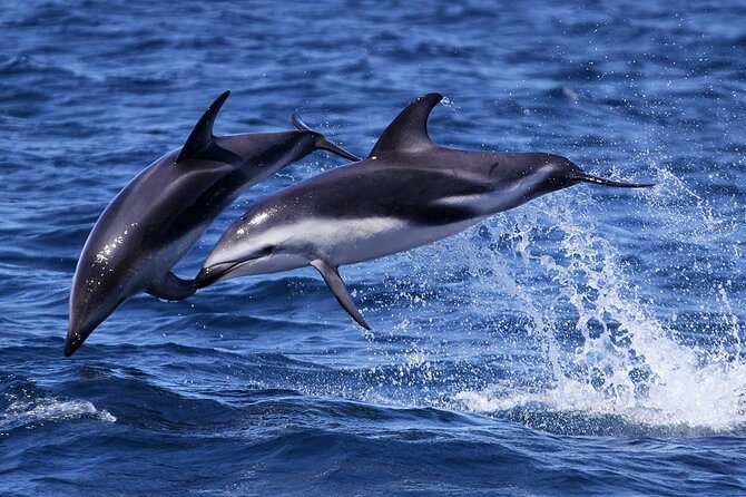 Nautical Tour and Dolphin Search in Puerto Madryn
