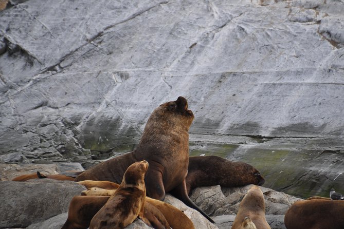 Navigation to the Penguins Island – USHUAIA – Beagle Channel