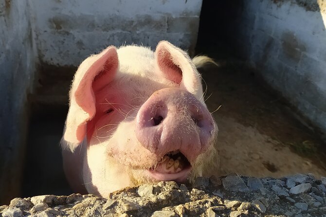 Naxos Farm Experience