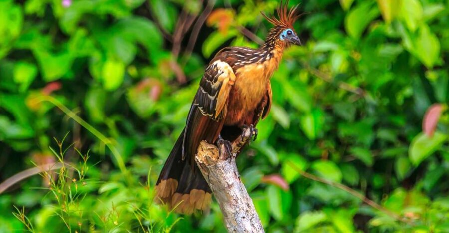 20 Best 2 Day Tours In Puerto Maldonado