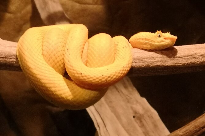 Night Hike Wildlife Observation in Santa Elena Monteverde - Overview of the Night Hike
