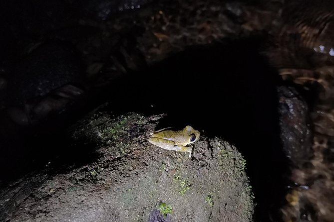 Night Tours at the Biological Station in Bri Bri