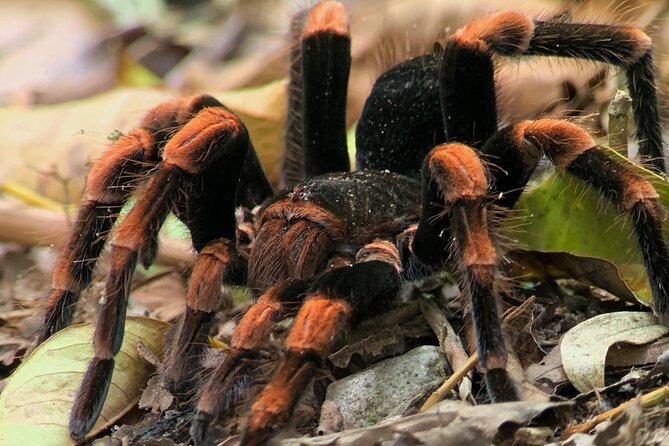 Night Walk Among the Natural Jewels of Monteverde