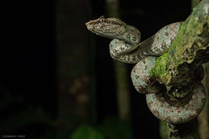Night Walk Experience in Wildlife Refuge Monteverde - Tour Focus and Inclusions