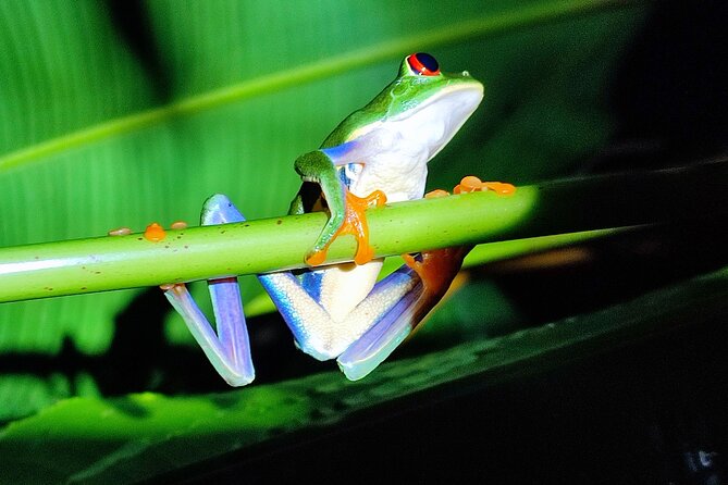 Night Walk in Tortuguero