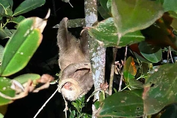 Night Walk Inside The Trails in Tortuguero