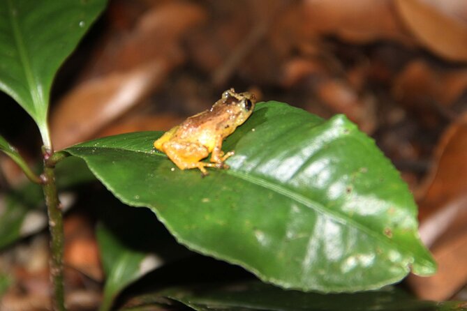 Night Walk Tour: the Night Life of the Forest
