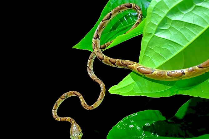 4 Best Walking Tours In Tortuguero