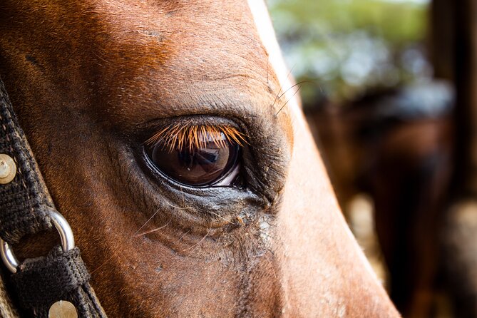 North Coast and Countryside Horseback Riding Tour in Aruba - Tour Overview