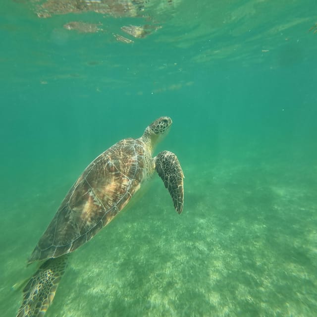 Not to Be Missed Tour; Snorkeling, Turtles and Photos.