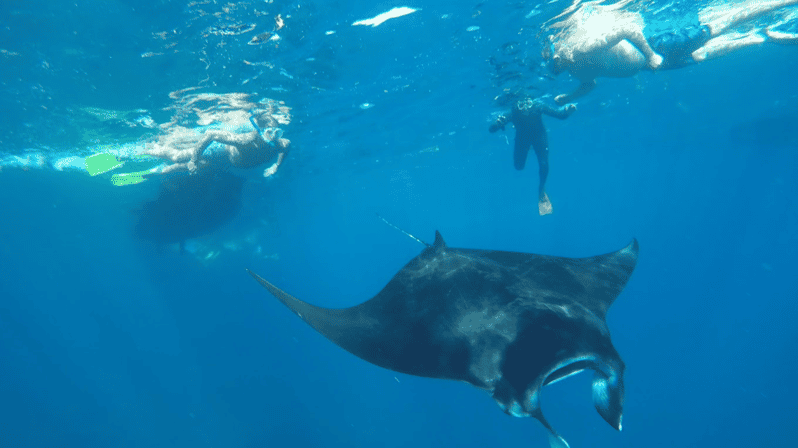 5 Best Snorkeling Experiences In Manta Point