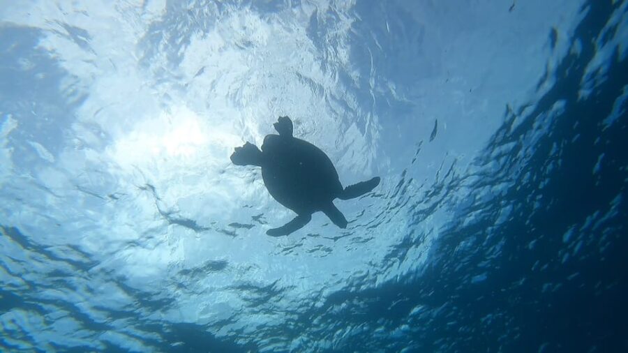 Oahu: Marine Ecology Snorkel Tour