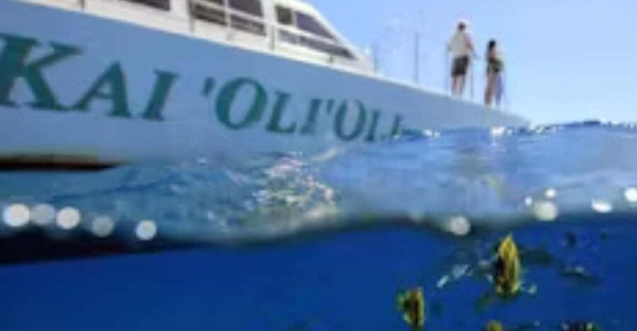 Oahu: Whales Dolphins Snorkeling Cruise With Hawaiian Meal - Dolphin and Whale Watching