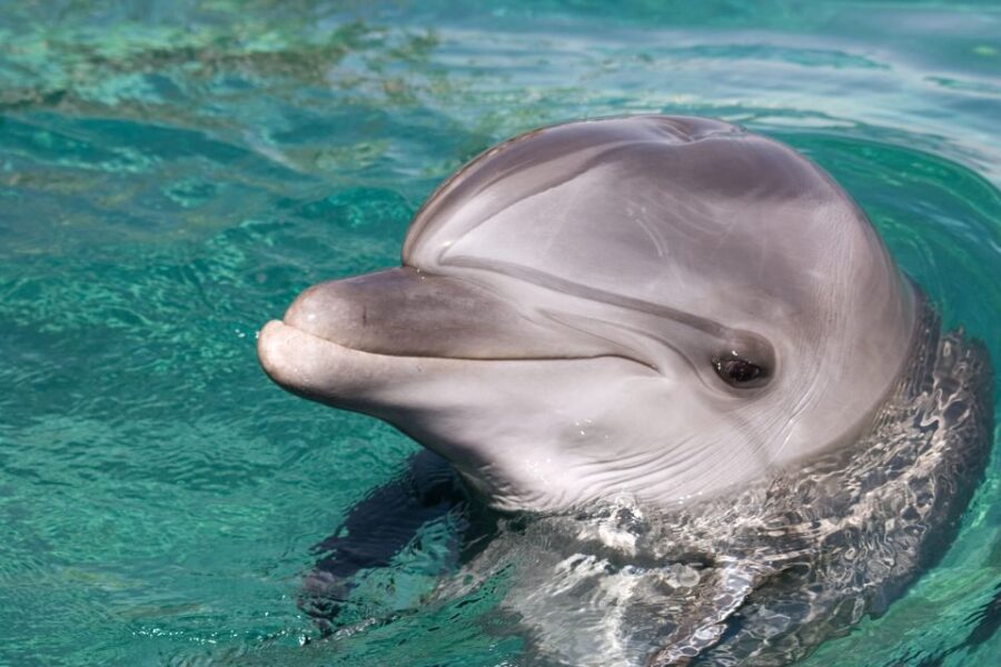 Ocho Rios: Full-Day at Dolphin Cove & Swim With the Dolphins
