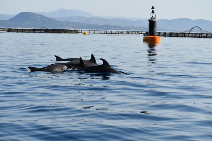 Olbia: Dolphin Watching and Snorkeling Boat Tour