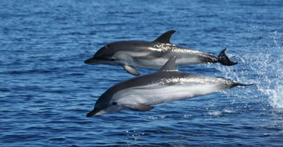 Olbia: Dolphin Watching & Snorkeling Boat Tour Near Figarolo