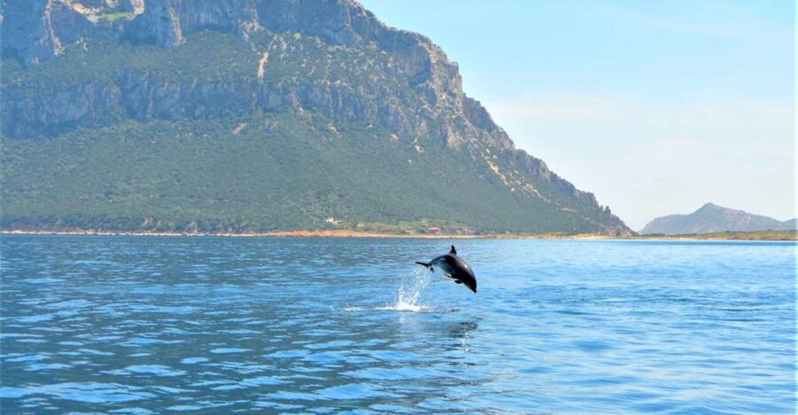 Olbia: Dolphin Watching Tour With Figarolo Island Snorkeling