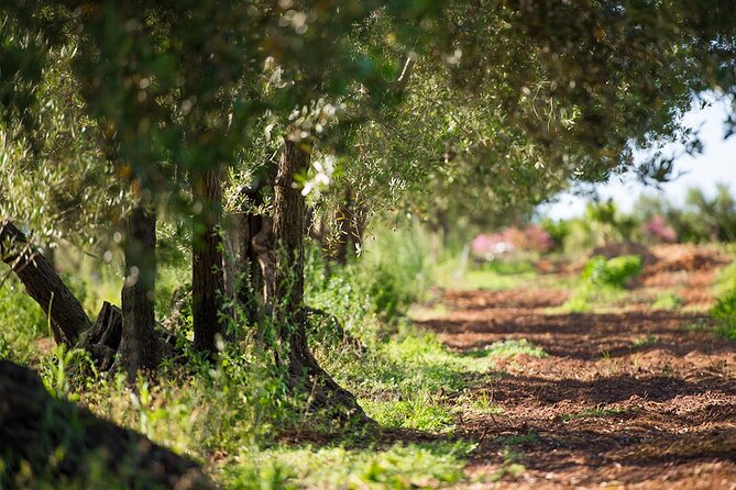 Olive Harvesting and Wine and Oil Tasting With Brunch in Alcamo