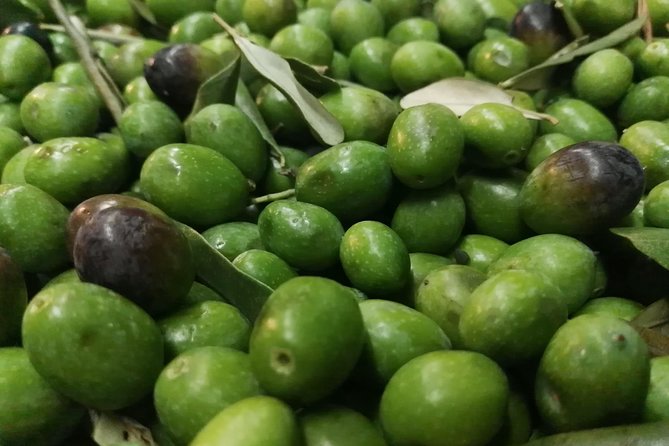 Olive Oil Tasting in Abruzzo