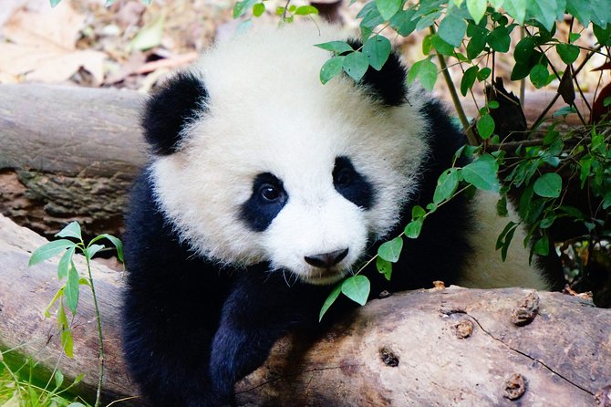 One-Day Private Panda Tour Of Chengdu