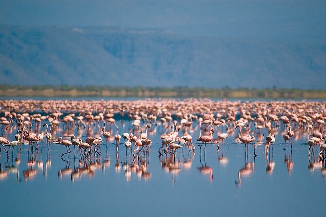 One Day Safari to Lake Manyara