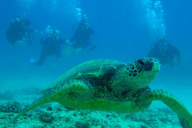 One Tank Boat Dive – Sea Turtles & Tropical Reef