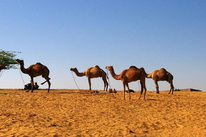 One Way Jaipur To Udaipur Drop With Optional Visit to Pushkar