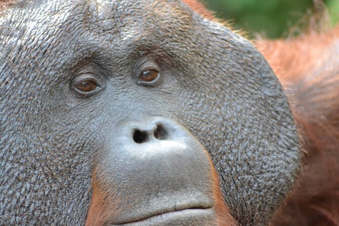 Orangutan Houseboat Kelotok Tanjung Puting 3 Days Share Cost