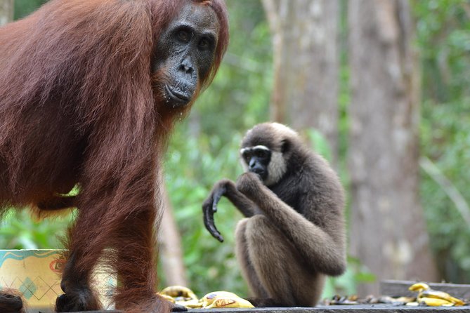 Orangutan Tanjung Puting Day Trip - Tour Overview