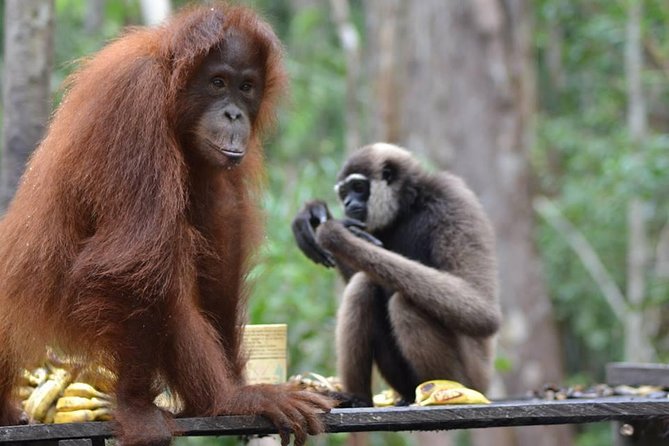 Orangutan Tanjung Puting Honeymoon Couple Tour - Tour Overview
