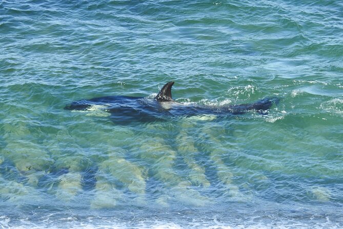 Orcas Private Tour Puerto Madryn Caleta Valdes or Punta Norte