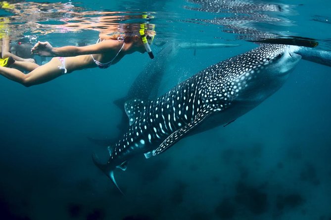 Oslob Whale Shark and Kawasan Falls Day Tour