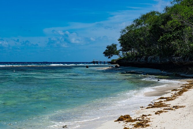 Oslob Whale Shark Group Tour With Sumilon Island & Tumalog Falls - Tour Overview and Highlights