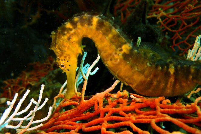 PADI Discover Scuba 2 Times Diving Phuket