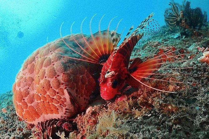 PADI Rescue Diver