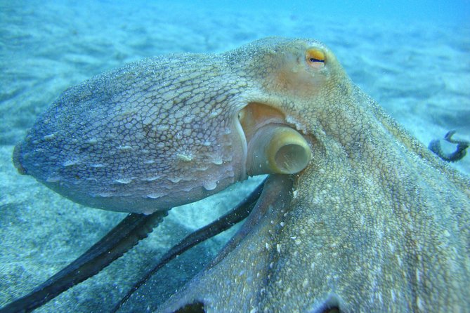 PADI Scuba Dive Course in Costa Adeje