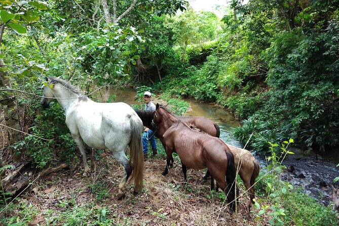 Panama's Farming Region on Horseback - Customizable Private Tour With Personalized Guidance