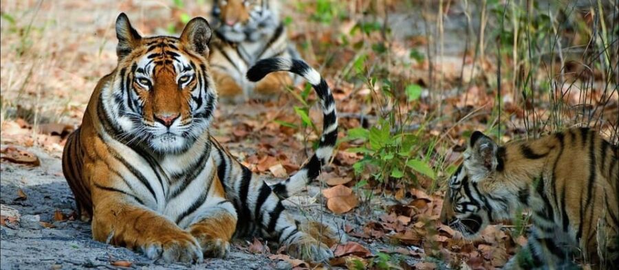 Panna and Pench Tiger Safari With Taj Mahal And Jaipur Tour - Tour Overview