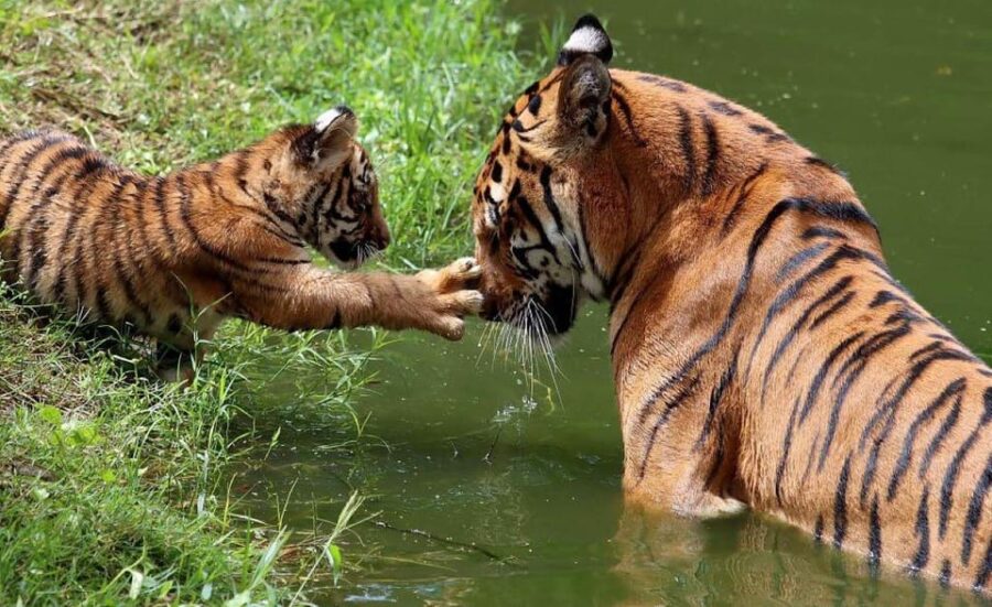 Panna Tiger Reserve Safari Booking Official - Safari Booking and Pricing