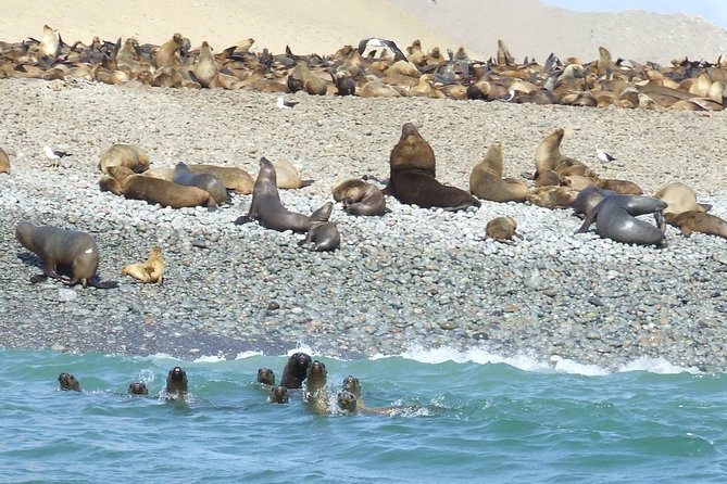 2 Best National Park Tours In Paracas
