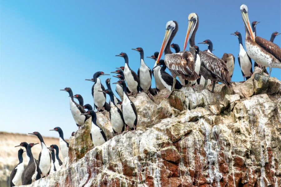 Paracas: Observation of Marine Fauna in Ballestas Islands