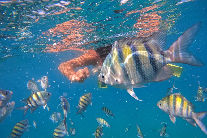 Paradise Island Cruise Snorkeling Excursion