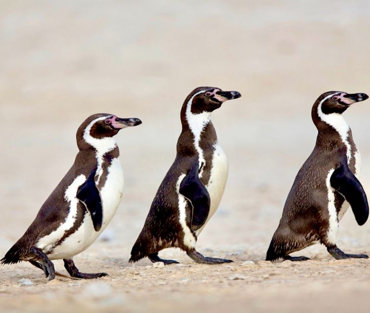 Penguins, Sea Lions, Sandboard, Chilean Food & Drinks