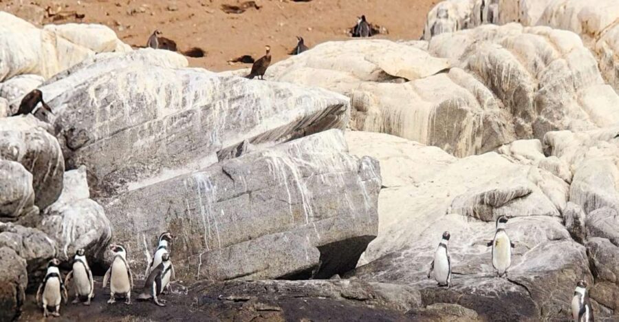 Penguins Watching Cachagua Island – Zapallar From Valparaiso