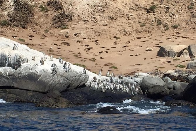 Penguins Watching-Navigation & HorseRide&Barbecue From VALPARAISO